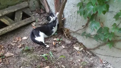 Zwei scheue Katzenkinder aus Plau am See suchen ein neues Zuhause