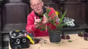 Bonsai-Wochenende am Tiefwarensee: Besucher küren den Schönsten