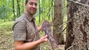 Borkenkäfer schwach wie lange nicht: Förster spricht von nahezu perfektem Jahr