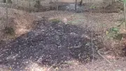 Braunkohle am Sonnenberg: Vom Schacht zur Waldgeschichte
