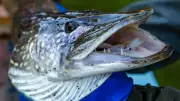 Neue Regeln an der Ostsee: Angler dürfen künftig weniger Hechte mitnehmen