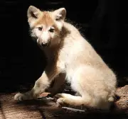 Stralsund: Junger Polarwolf heißt jetzt Tikaani