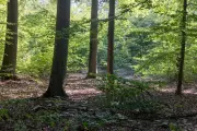 Tödlicher Jagdunfall: Prozess gegen Jäger beginnt heute