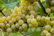 Weinlese in Rattey startet mit Hoffnung auf Rekordmenge