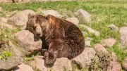 Wildpark-MV trauert: Braunbär Fred ist gestorben