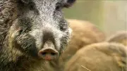 Wildschweine in Binz: Duftmittel sollen Tiere aus Gärten vertreiben