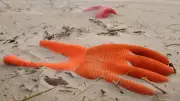 World Cleanup Day: Rostock und Umgebung räumen am Sonnabend auf