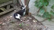 Zwei scheue Katzenkinder aus Plau am See suchen ein neues Zuhause