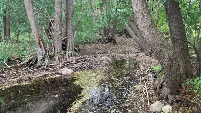 Biber baut Burgdamm in Carwitz: Kampf gegen sinkende Wasserstände
