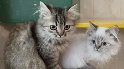 Kein Geld für Kastration: Katzenzucht läuft aus dem Ruder – 29 Tiere in Obhut