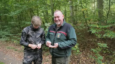 Mastjahr der Buchen: Überangebot an Bucheckern im Glienholz