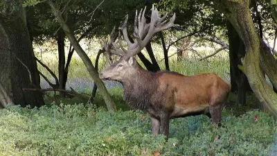 Moschusgeruch im Wald: Warnung für Spaziergänger zur Brunftzeit