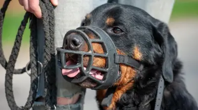 Rottweiler beißt Kind (7) und Mutter in Neubrandenburg