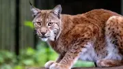 Artenschutz im Zoo Rostock: Kostenlose Führung am 18. Oktober