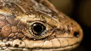 Fotoausstellung zeigt Rostocks bedrohte Stadtnatur ab 5. Oktober