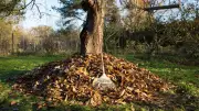 Igel im Garten: Tödliches Gerücht hält sich hartnäckig – Expertin klärt auf