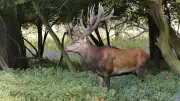 Moschusgeruch im Wald: Warnung für Spaziergänger zur Brunftzeit