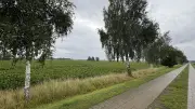 Nossendorf: Lücken in Birkenallee am Trebelweg werden geschlossen