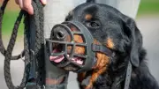 Rottweiler beißt Kind (7) und Mutter in Neubrandenburg
