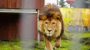 Tigerpark Dassow: Safari-Gefühl vor der Haustür in Nordwestmecklenburg