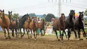 Trakehner in der DDR: Wie sie deutsche Geschichte schrieben